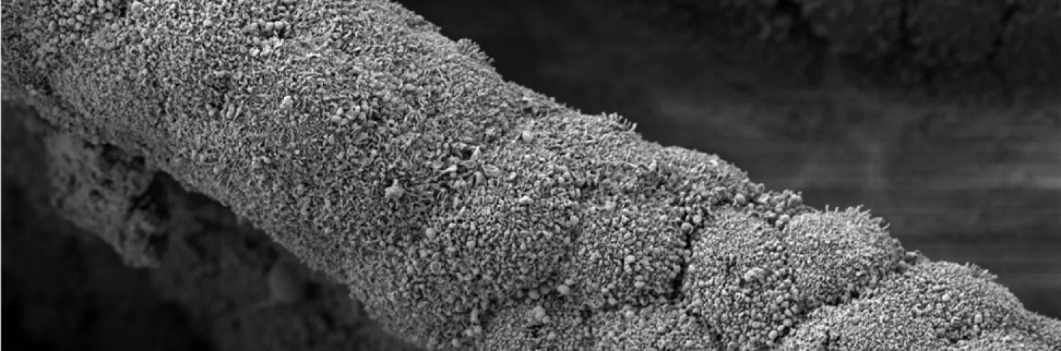 Roos banner